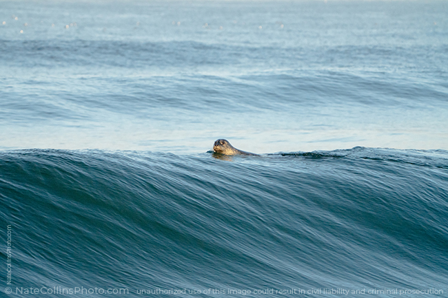A Seal rides over a rising wave off Pacific Beach in San Diego